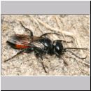 Astata boops - Wanzengrabwespe w01a 10mm.jpg